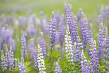 Obraz premium Original botanical photograph of purple and white Lupine blooming in a meadow
