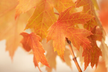 Original autumn photograph of Maple leaves turning color in the fall against white