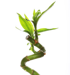 floweк over white background isolated on white background