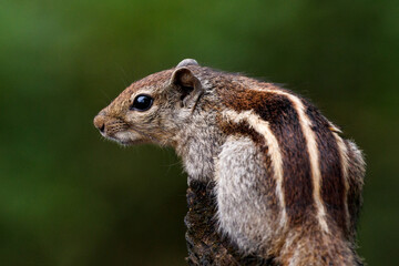 Obraz premium An Indian palm squirrel
