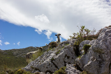 picture of a goat in the bush with breathtaking views of the mountains