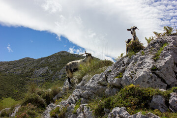 picture of a goat in the bush with breathtaking views of the mountains