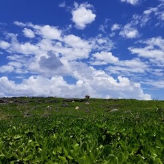 沖縄の青空と大草原の風景