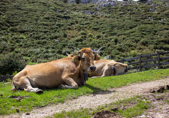 image of a cow lying in a meadow with a mountain background