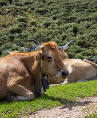 image of a cow lying in a meadow with a mountain background