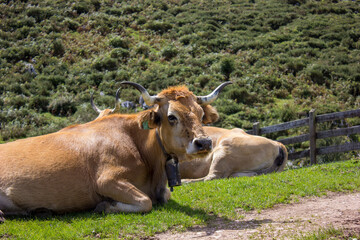 image of a cow lying in a meadow with a mountain background
