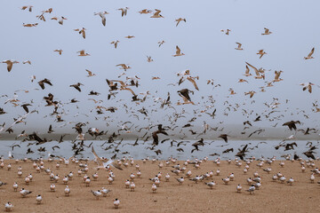 Least tern, pelicans and seagulls on the beach. Great colony of seabirds in fly, California wildlife