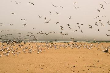 Sand dunes on the beach and large group of seabirds, California coastline