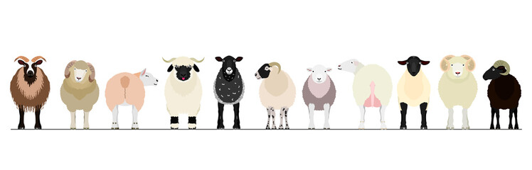 various sheep border