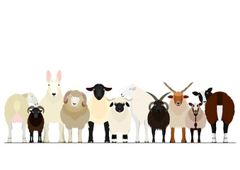various sheep group