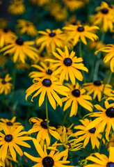 Fototapeta na wymiar Bright yellow flowers of Black-Eyed Susans blooming in a garden as a nature background