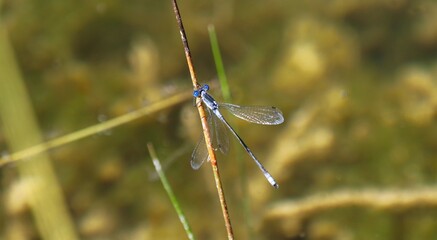 Northern Spreadwing