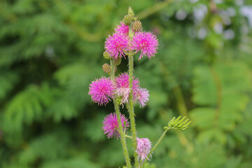 Beautiful thorn flower,pink flower,flower in asia images background