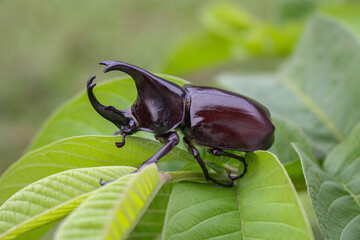 Horn beetlel, Rhino beetlel,Horn beetlel on the leaf in nature images