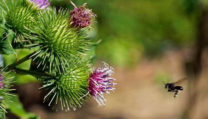 Greater burdock or edible burdock flowers (Arctium lappa)  