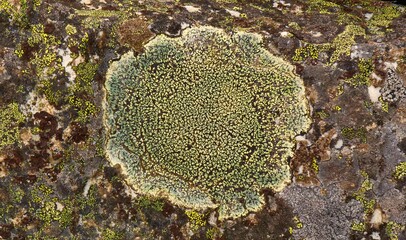 Lichen Mandala
