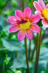 Fototapeta premium Closeup of pink flowers of a dahlia blooming in a garden as a nature background 