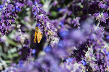 Closeup of an orange moth on a lavender plant blooming in a garden
