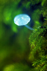 A small mushroom with blue fluorescence emerged from the moist moss bushes in the forest