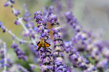 Closeup of an orange moth on a lavender plant blooming in a garden
