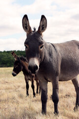 Miniature Donkeys In A Field
