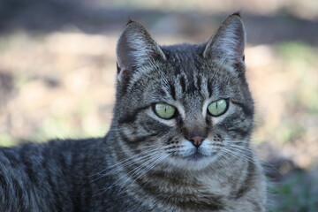 Feral Cat With Green Eyes