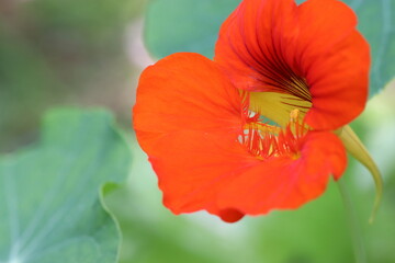 オレンジ色が鮮やかなナスタチウム
Nastatium flowers with bright orange colors.