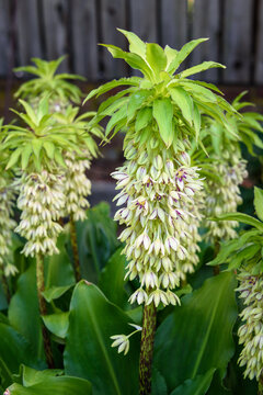 Unusual green and yellow flowers of a Pineapple Lily plant blooming in a garden
