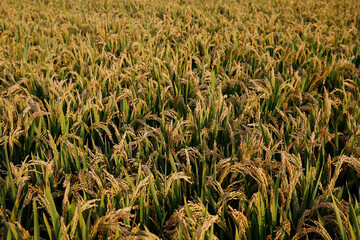 Paddy fields of autumn, the harvest scene
