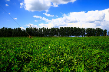 Fototapeta na wymiar Peanut fields on the farm