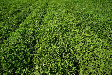 Peanut fields on the farm