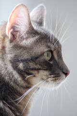 Tabby cat, head close up