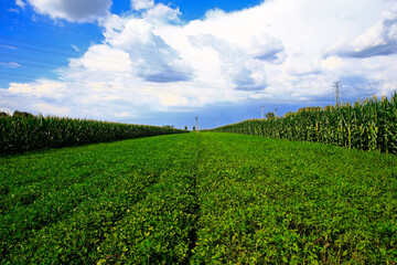 Fototapeta na wymiar Peanut fields on the farm