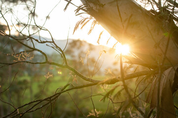 landscape of a sunset with a tree branch and the sun shining