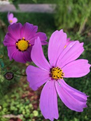 Fototapeta premium pink cosmos flower