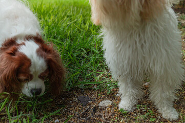 cavalier king charles spaniel puppy