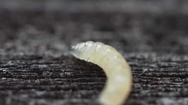 Stunning macro shot of little nasty transparent maggot with all internal organs visible at camera. Worms crawling. Natural concept.