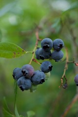 Blueberries