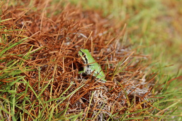 A small garden frog on dried plants