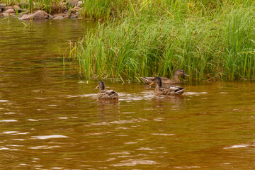 Wild ducks in a natural pond and aquatic green plants