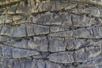 Obraz premium ゴツゴツとした木の表面