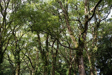 Obraz premium 雑木林