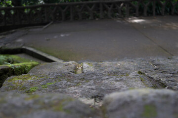 石階段を上から見た景色