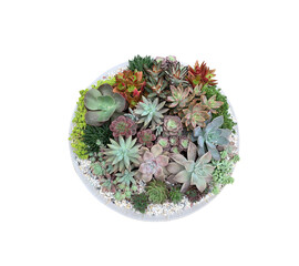 bowl of cactus on white background