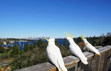 Three Cockatoos admiring the View of Sydney's Skyline © Annalucia