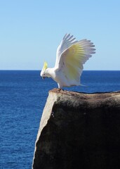 Close Up of a Cranky Cockatoo atop a Rock