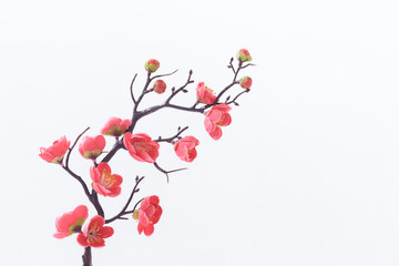 close up pink cherry branch on white