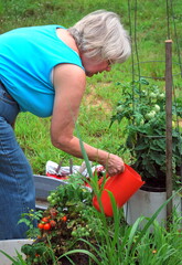 Fototapeta premium Mature female watering tomatoes plants outdoors.