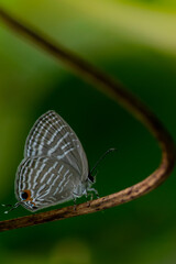 butterfly on leaf