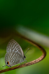 butterfly on leaf